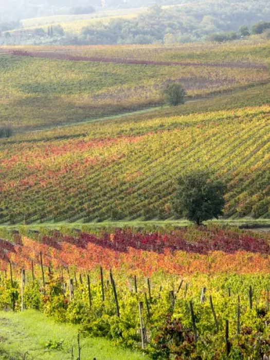 Framed Print : Europe, Italy, Tuscany. Colorful vineyards and olive trees in autumn in the Val