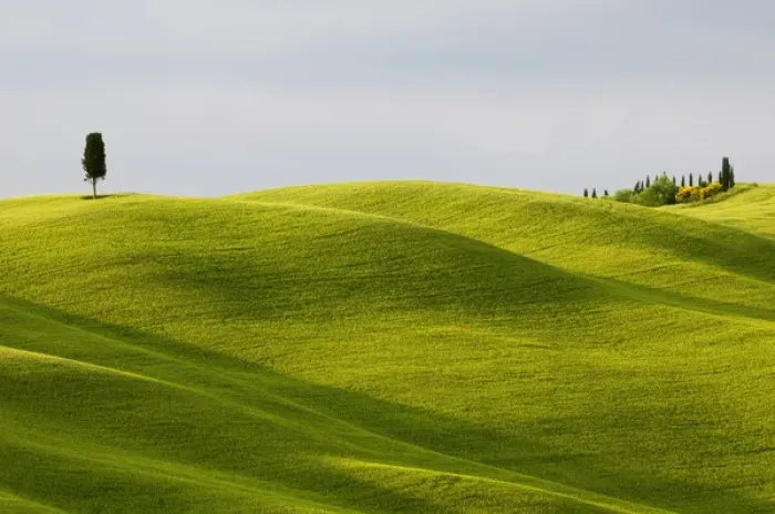 Framed Print : Europe, Italy, Tuscany. Cypress tree and wheat fields Framed Print : Europe, Italy, Tuscany. Cypress tree and wheat fields