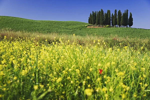 Europe, Italy, Tuscany. Cypress trees and wildflowers on hill