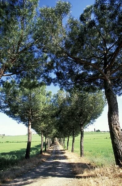 Europe, Italy, Tuscany. Dirt road lined with trees