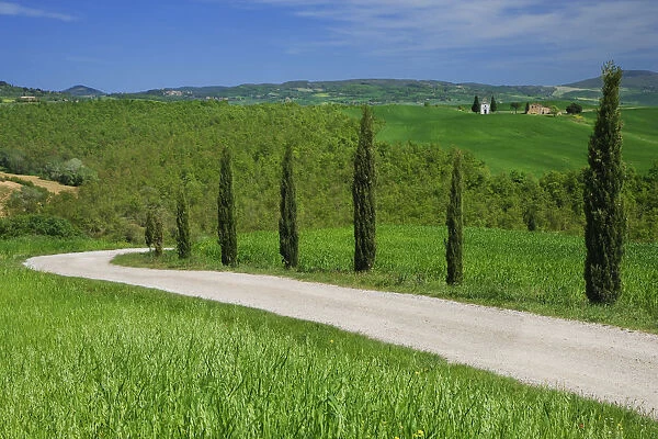 Europe, Italy, Tuscany. Dirt road with Vitaleta Chapel in distance