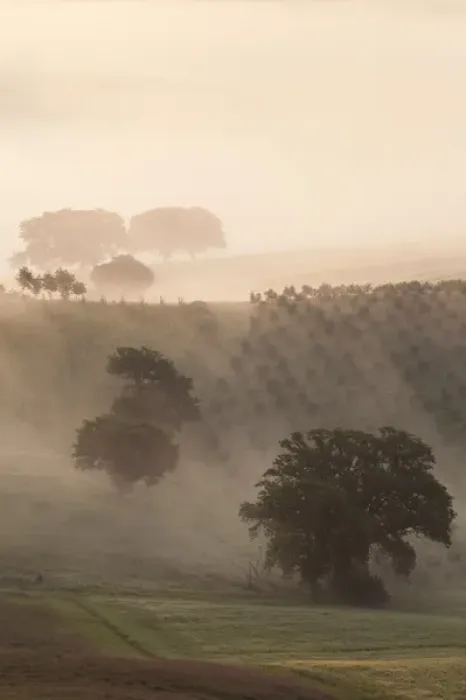 Framed Print : Europe, Italy, Tuscany. Fog drifts around vines and olive trees at sunrise Framed Print : Europe, Italy, Tuscany. Fog drifts around vines and olive trees at sunrise