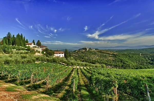 Europe, Italy, Tuscany, Greve. The vineyards of Castello di Verrazzano