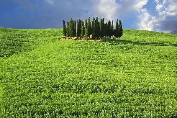 Europe, Italy, Tuscany. Group of cypress trees near village of San Quirico d Orcia