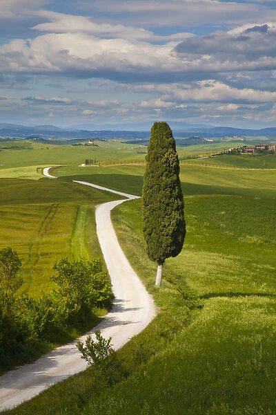 Europe; Italy; Tuscany; Icon Lone Tree and Winding Road