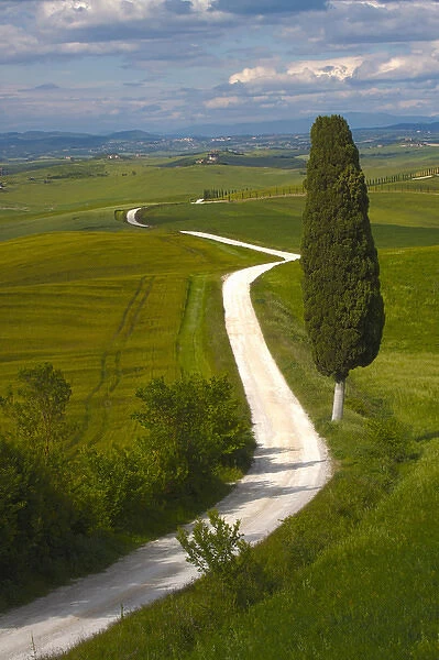 Europe; Italy; Tuscany; Icon Lone Tree and Winding Road