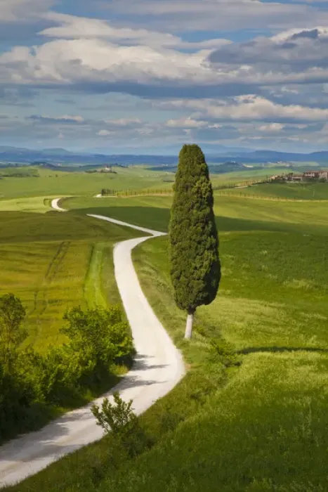 Framed Print : Europe; Italy; Tuscany; Icon Lone Tree and Winding Road