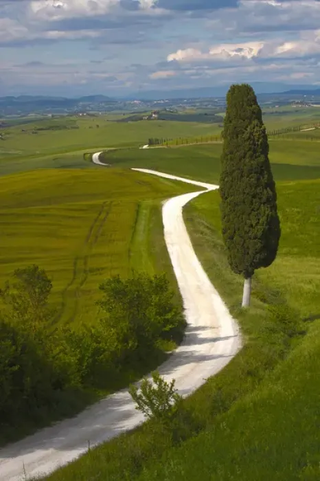 Framed Print : Europe; Italy; Tuscany; Icon Lone Tree and Winding Road