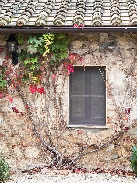 Europe, Italy, Tuscany. Ivy growing on the wall at Sant Anna in Caprena, a former