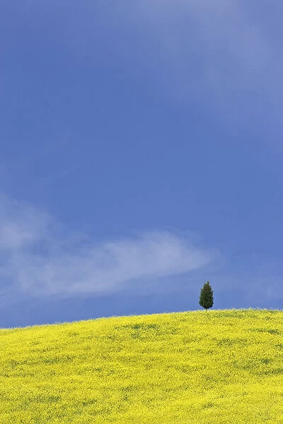 Europe, Italy, Tuscany. Lone cypress tree on flower-covered hillside