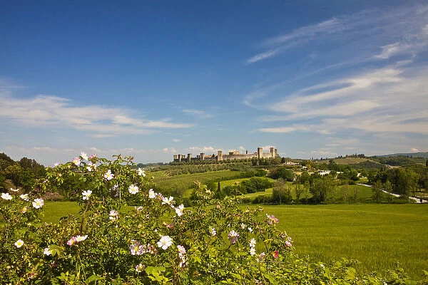 Europe; Italy; Tuscany; Monteriggioni; View Through Roses from Wheat Field of the