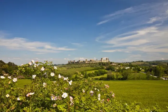 Framed Print : Europe; Italy; Tuscany; Monteriggioni; View Through Roses from Wheat Field of Framed Print : Europe; Italy; Tuscany; Monteriggioni; View Through Roses from Wheat Field of
