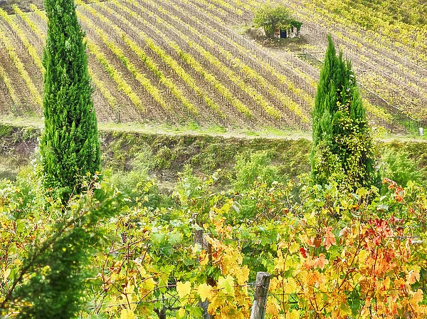 Europe; Italy; Tuscany; Monticiano; Small Shed in Harvest Vineyard