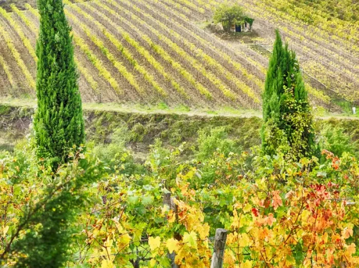 Framed Print : Europe; Italy; Tuscany; Monticiano; Small Shed in Harvest Vineyard