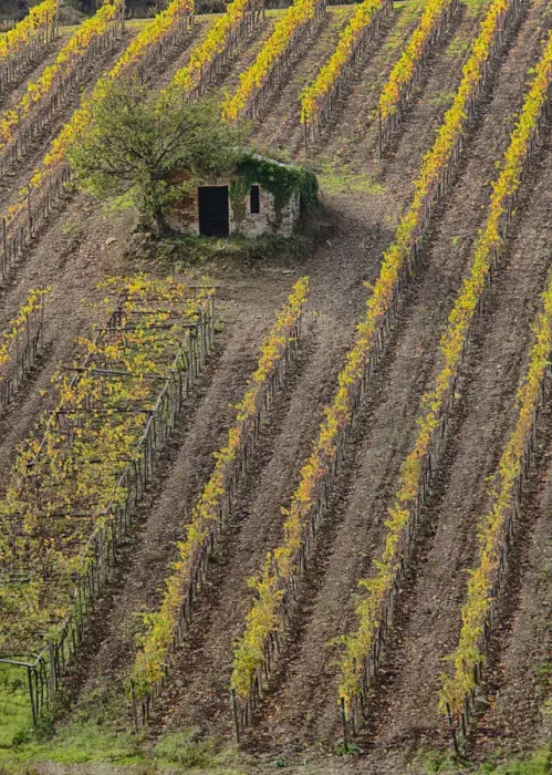 Framed Print : Europe; Italy; Tuscany; Monticiano; Small Shed in Harvest Vineyard Framed Print : Europe; Italy; Tuscany; Monticiano; Small Shed in Harvest Vineyard