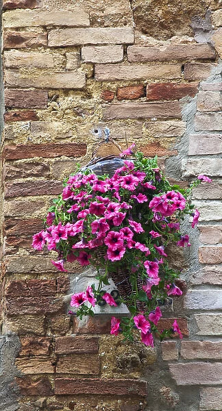 Europe; Italy; Tuscany; Pienza; Flowers hangging on Wall