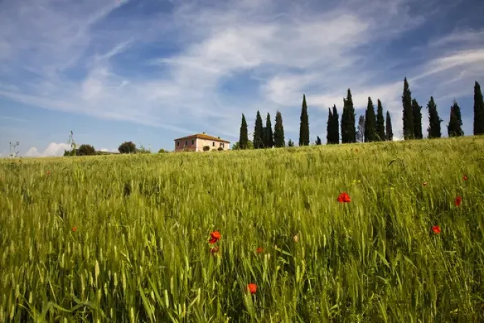 Framed Print : Europe; Italy; Tuscany; Pienza; Villa with Wheat Fields, Cypress Trees and Poppies
