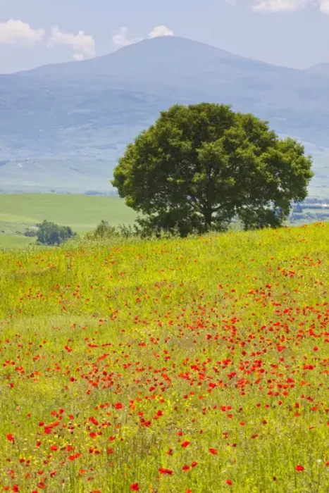 Framed Print : Europe; Italy; Tuscany; Poppy Field and Lone Tree Framed Print : Europe; Italy; Tuscany; Poppy Field and Lone Tree
