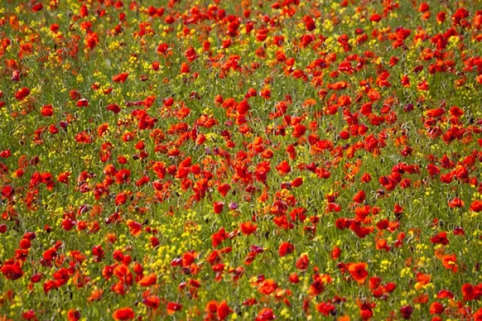 Framed Print : Europe; Italy; Tuscany; Poppy Fields In Full Bloom