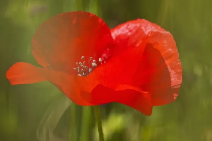 Framed Print : Europe; Italy; Tuscany; Poppy In Spring Bloom