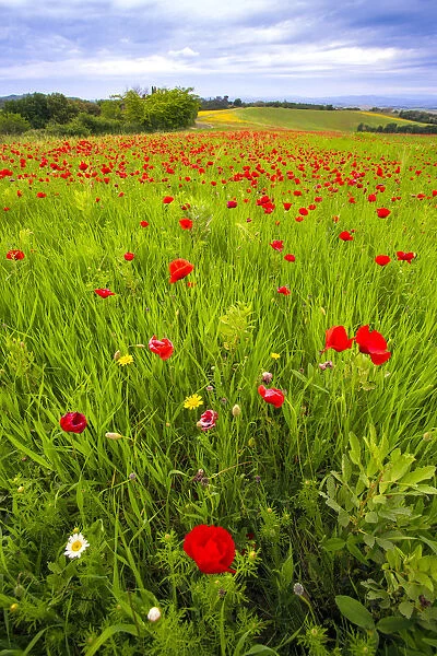 Europe, Italy, Tuscany. Red poppies in field