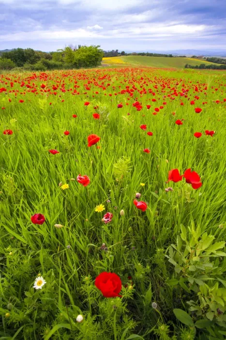 Framed Print : Europe, Italy, Tuscany. Red poppies in field Framed Print : Europe, Italy, Tuscany. Red poppies in field