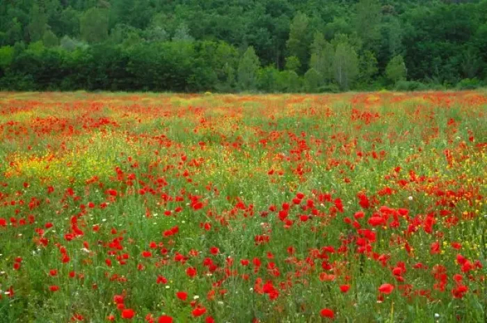 Framed Print : Europe, Italy, Tuscany, red poppies in field Framed Print : Europe, Italy, Tuscany, red poppies in field