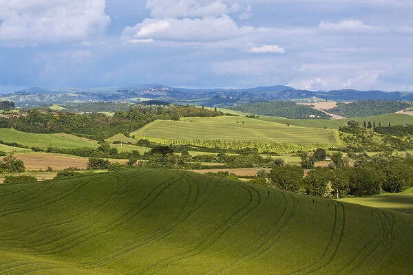 Europe; Italy; Tuscany; Rolling Hills of Spring Wheat Fields