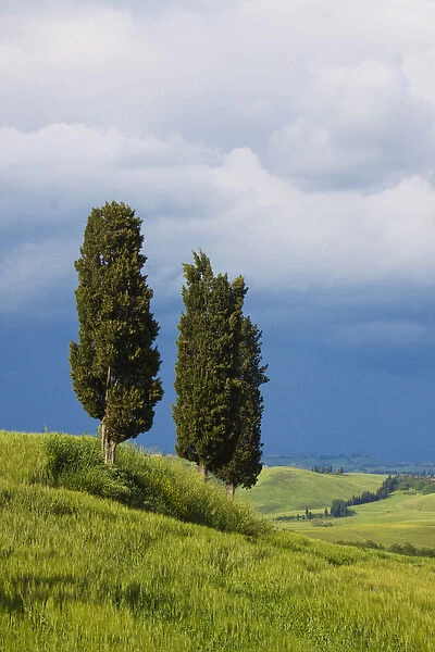 Europe; Italy; Tuscany; Rolling Hills of Spring Wheat Fields and Cypress Trees