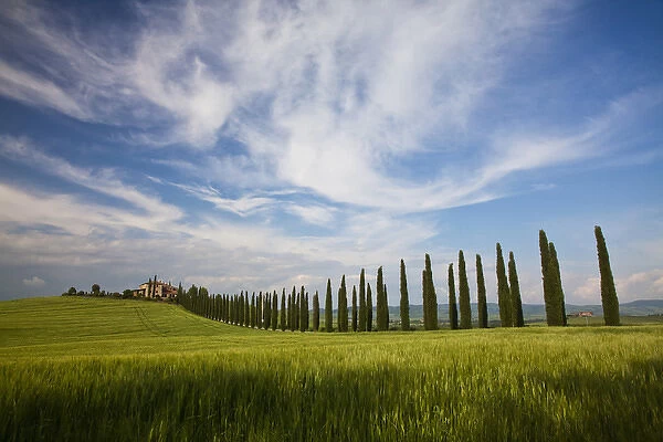 Europe; Italy; Tuscany; Rolling Hills of Spring Wheat Field and Cypress Tree Row