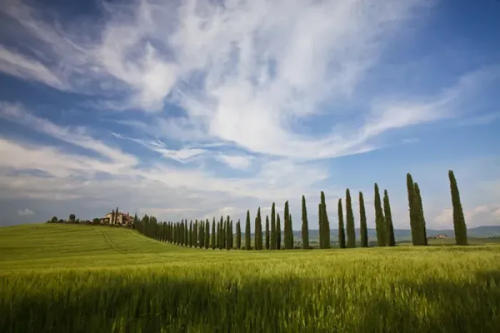 Framed Print : Europe; Italy; Tuscany; Rolling Hills of Spring Wheat Field and Cypress Tree Row