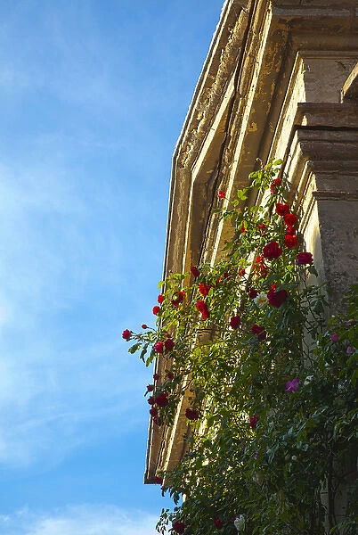 Europe; Italy; Tuscany; Roses on the side of a Small Back Country Church