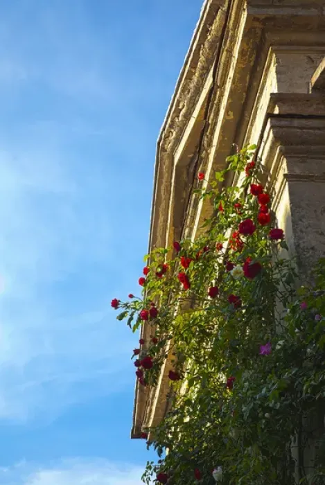 Framed Print : Europe; Italy; Tuscany; Roses on the side of a Small Back Country Church