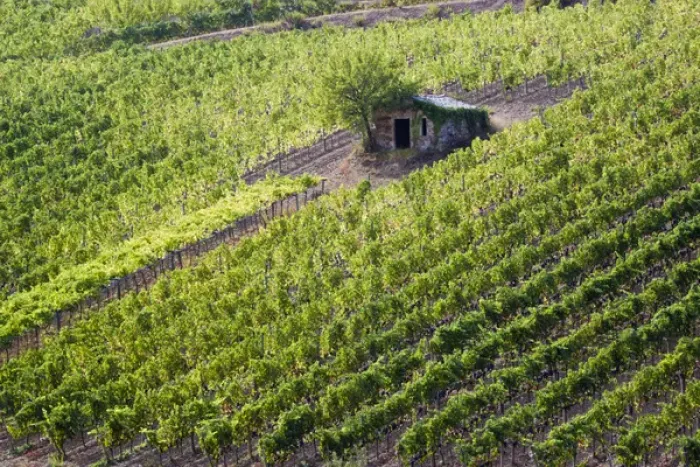 Framed Print : Europe; Italy; Tuscany; Small Rock Shed in The Vineyards in the Rolling Hills of Tuscany Framed Print : Europe; Italy; Tuscany; Small Rock Shed in The Vineyards in the Rolling Hills of Tuscany