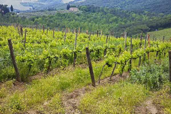 Europe; Italy; Tuscany; Spring Vineyard