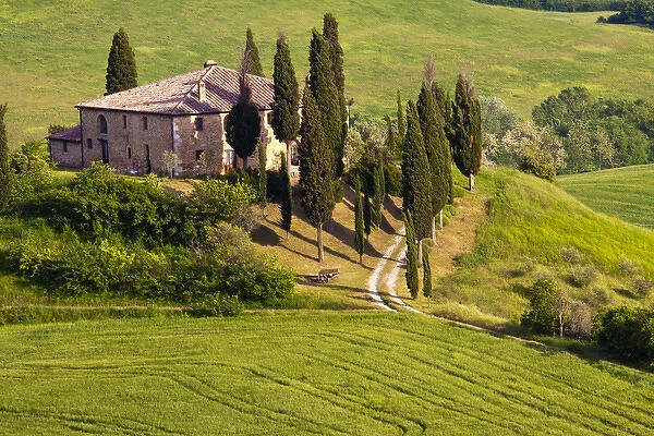 Europe; Italy; Tuscany; Spring Wheat Around The Bellvedere House Southern Tuscany