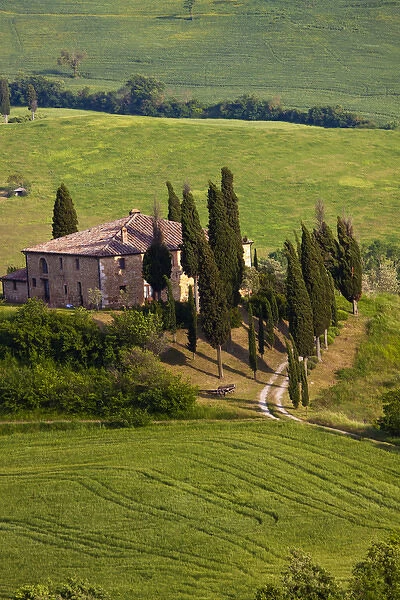 Europe; Italy; Tuscany; Spring Wheat Around The Bellvedere House Southern Tuscany