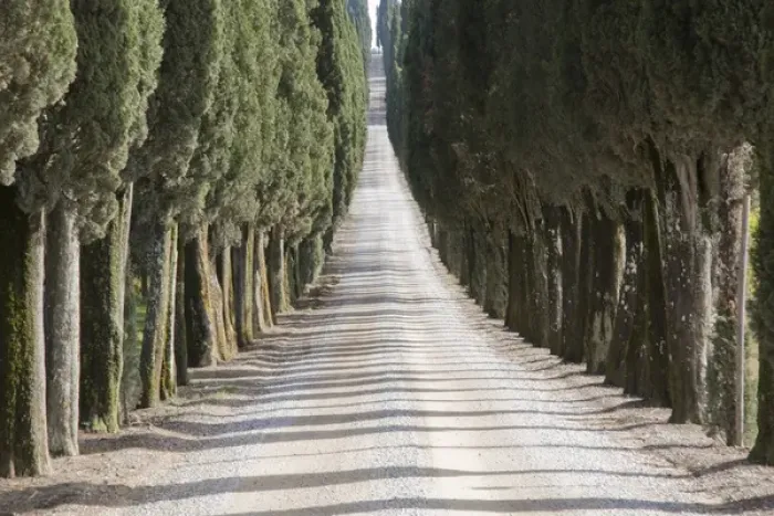 Framed Print : Europe Italy Tuscany Tree Lined Road Framed Print : Europe Italy Tuscany Tree Lined Road