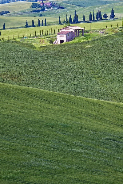Europe; Italy; Tuscany; Tuscan Green Rolling Hills