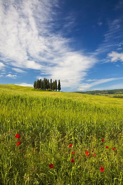 Europe; Italy; Tuscany; Tuscan Hill Side Cypress Tree Grouping