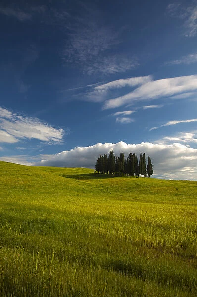 Europe; Italy; Tuscany; Tuscan Hill Side Cypress Tree Grouping