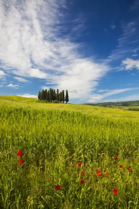 Framed Print : Europe; Italy; Tuscany; Tuscan Hill Side Cypress Tree Grouping