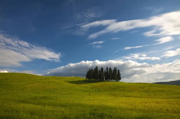 Framed Print : Europe; Italy; Tuscany; Tuscan Hill Side Cypress Tree Grouping Framed Print : Europe; Italy; Tuscany; Tuscan Hill Side Cypress Tree Grouping