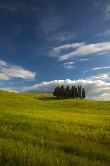 Framed Print : Europe; Italy; Tuscany; Tuscan Hill Side Cypress Tree Grouping Framed Print : Europe; Italy; Tuscany; Tuscan Hill Side Cypress Tree Grouping