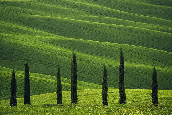 Europe, Italy, Tuscany, Val d Orcia. Cypress trees and wheat field. Credit as