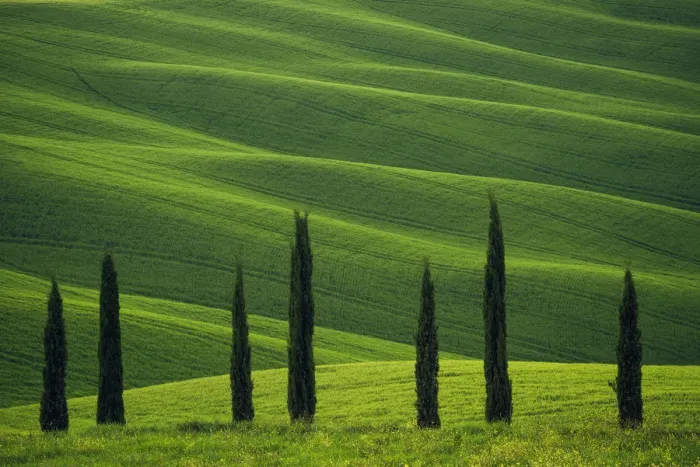 Framed Print : Europe, Italy, Tuscany, Val d Orcia. Cypress trees and wheat field. Credit as