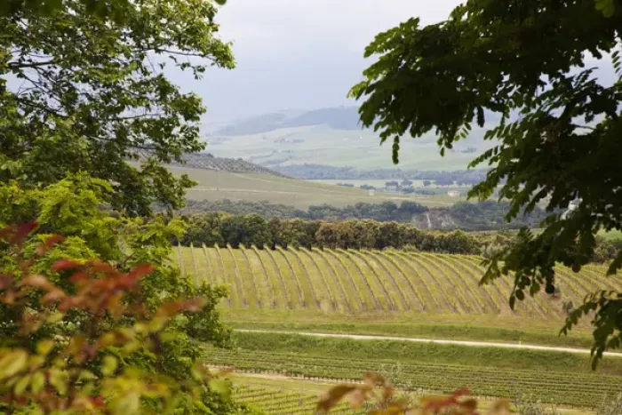 Framed Print : Europe; Italy; Tuscany; Vineyard and Olive Grove on Rolling Hillside Framed Print : Europe; Italy; Tuscany; Vineyard and Olive Grove on Rolling Hillside