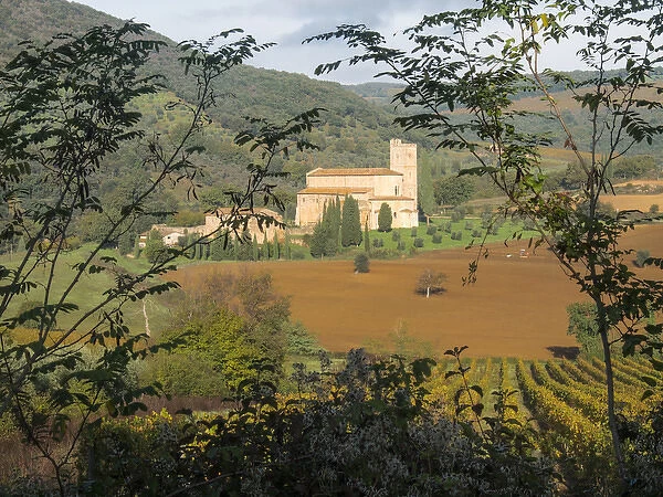 Europe, Italy, Tuscany. Vineyard and olive trees with the Abbey of Sant Antimo in the distance