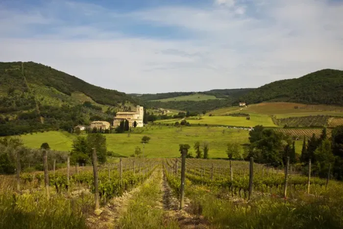 Framed Print : Europe; Italy; Tuscany; Vineyards leading to Sant Antimo Abbey With Fresh Green Framed Print : Europe; Italy; Tuscany; Vineyards leading to Sant Antimo Abbey With Fresh Green