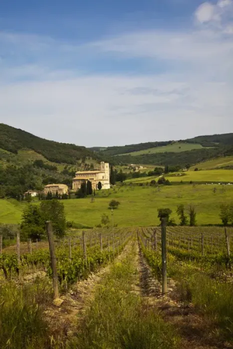 Framed Print : Europe; Italy; Tuscany; Vineyards leading to Sant Antimo Abbey With Fresh Green